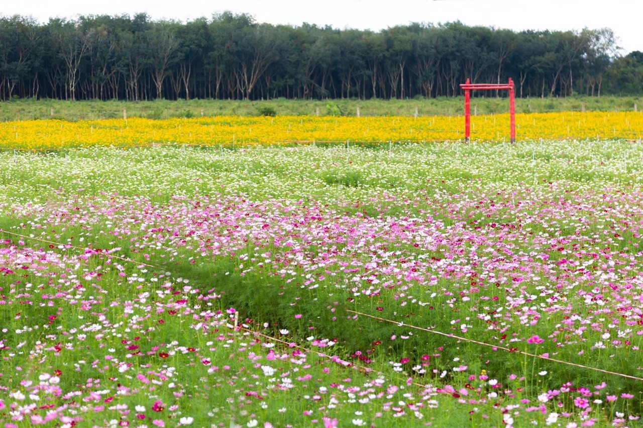 Dân sinh - Hành trình khai sinh của “Cánh đồng hoa Ban Mê”  (Hình 12).