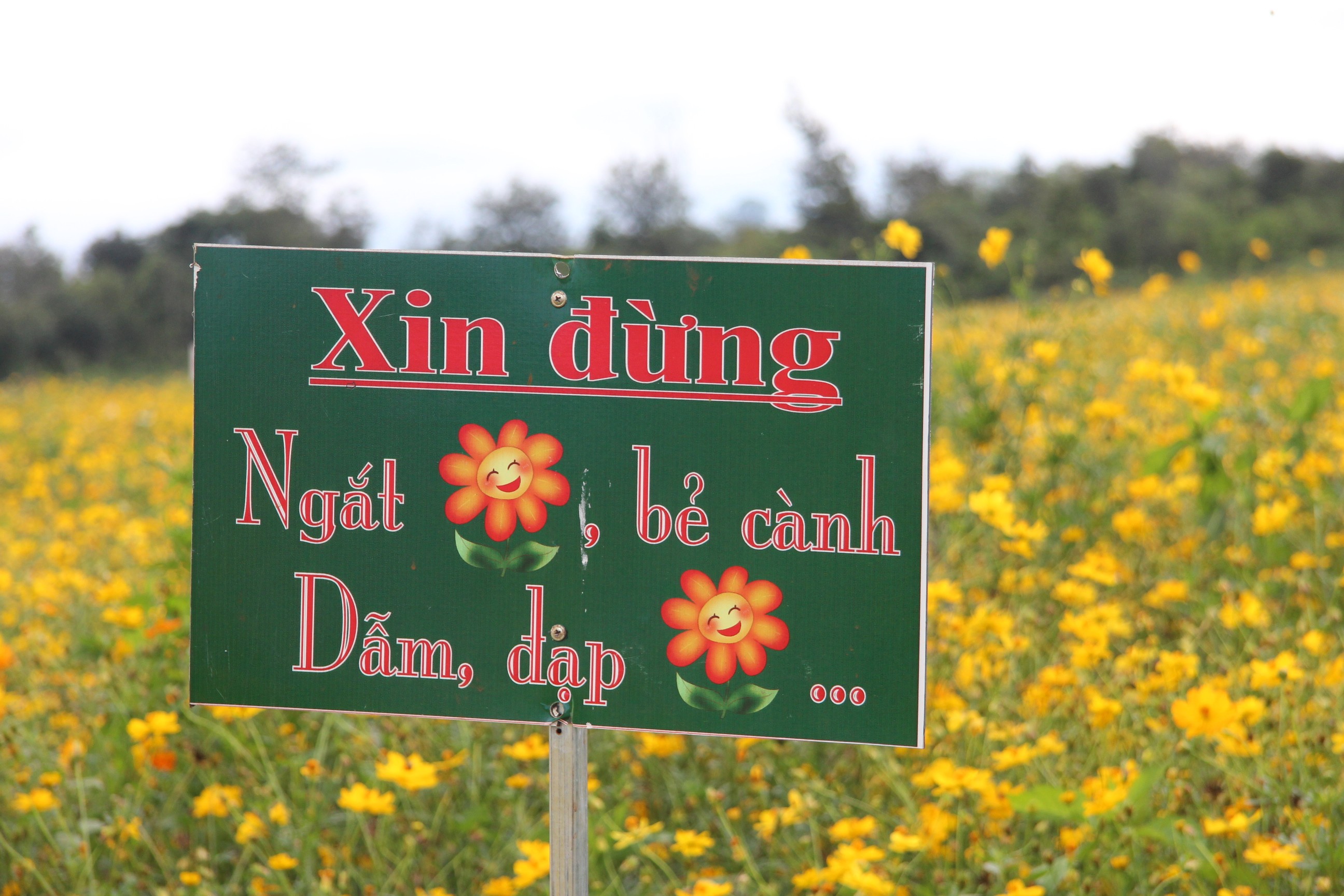 Dân sinh - Hành trình khai sinh của “Cánh đồng hoa Ban Mê”  (Hình 14).