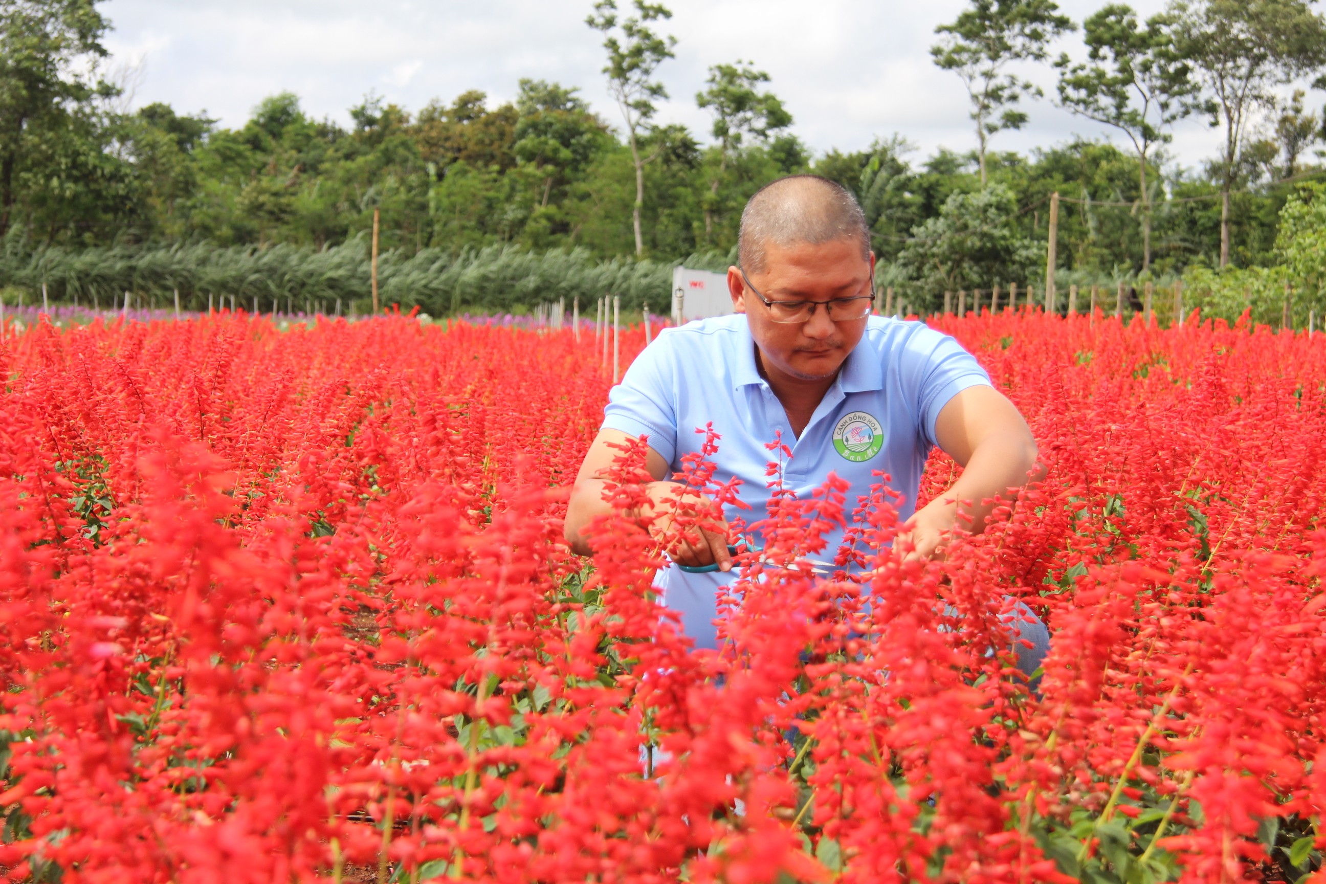 Dân sinh - Hành trình khai sinh của “Cánh đồng hoa Ban Mê”  (Hình 6).