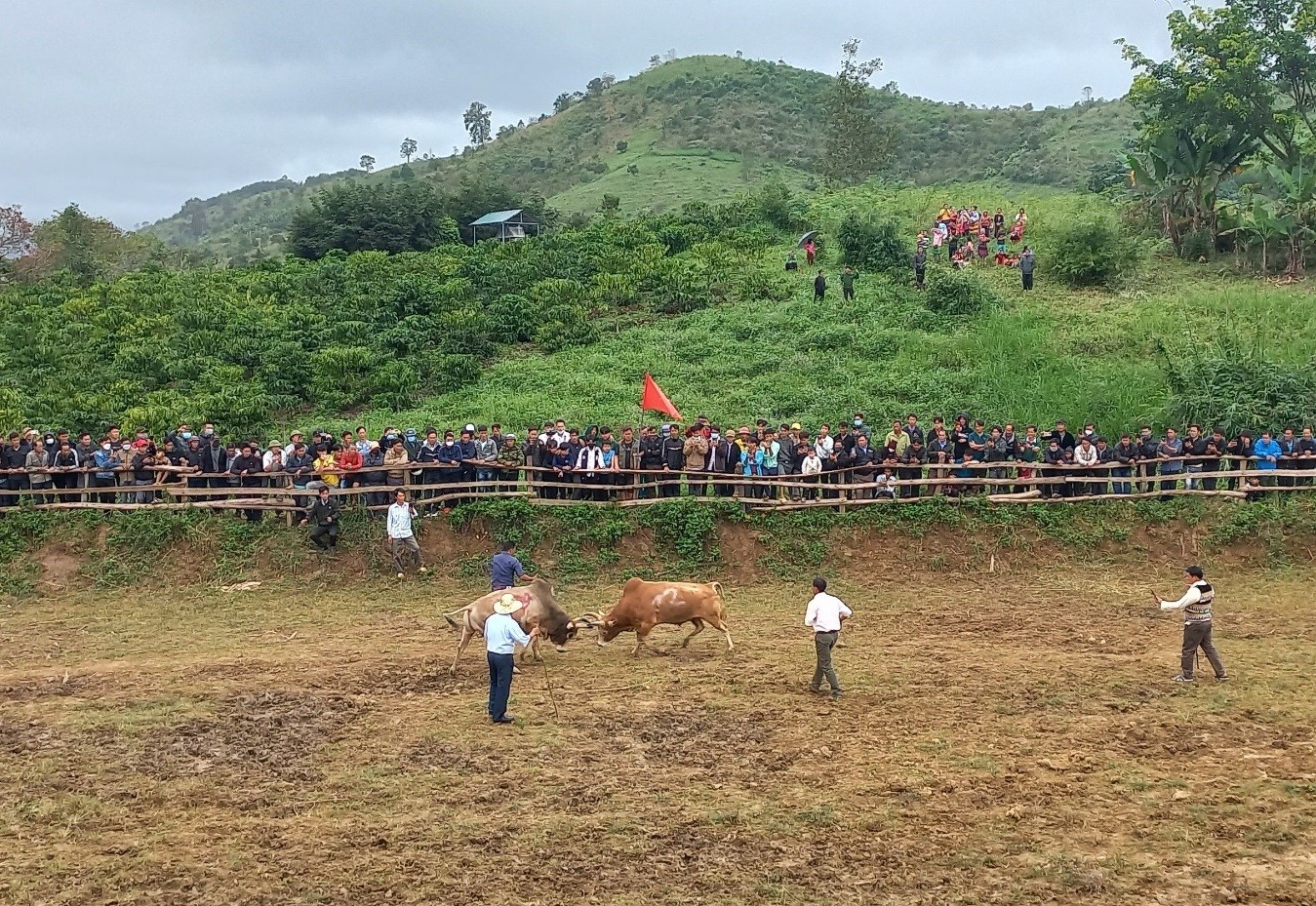 Văn hoá - Độc đáo hội chọi bò của người dân tộc Mông trên đất Tây Nguyên (Hình 5).