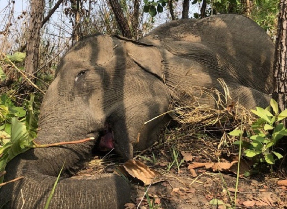 Dân sinh - Đắk Lắk: Một cá thể voi chết trong khu du lịch sinh thái