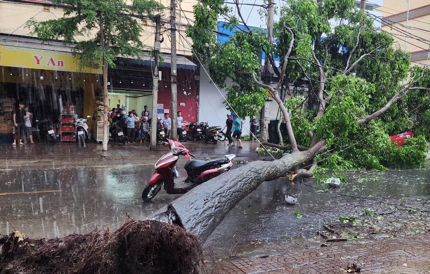 Sức khỏe - Thông tin mới nhất vụ người phụ nữ bị cây xanh ngã đổ đè trọng thương