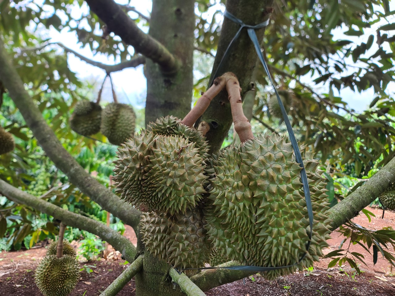 Dân sinh - Nông dân trồng cây tiền tỷ tiết lộ 'bí kíp' chống rụng trái  (Hình 9).