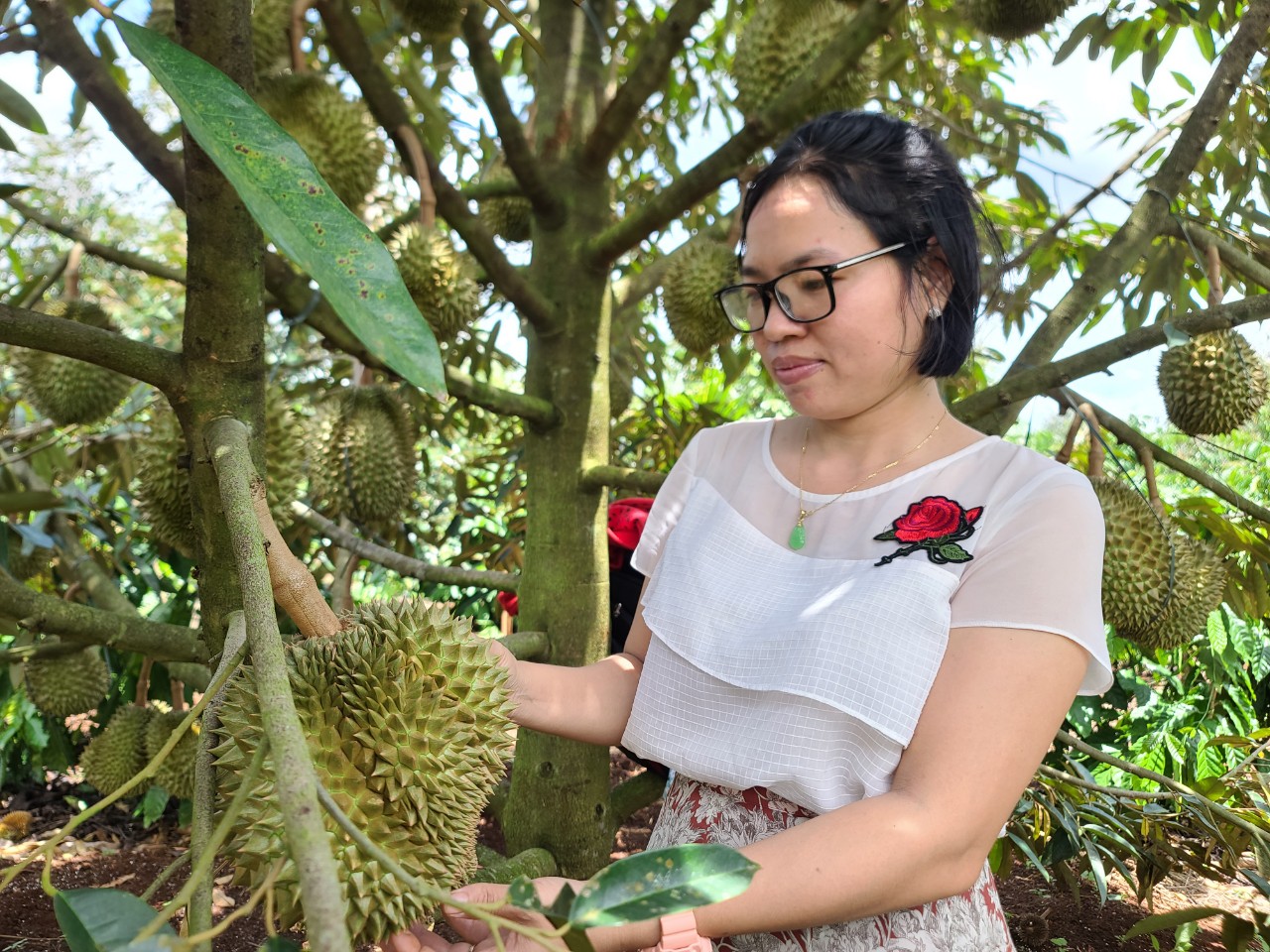 Dân sinh - Nông dân trồng cây tiền tỷ tiết lộ 'bí kíp' chống rụng trái  (Hình 2).