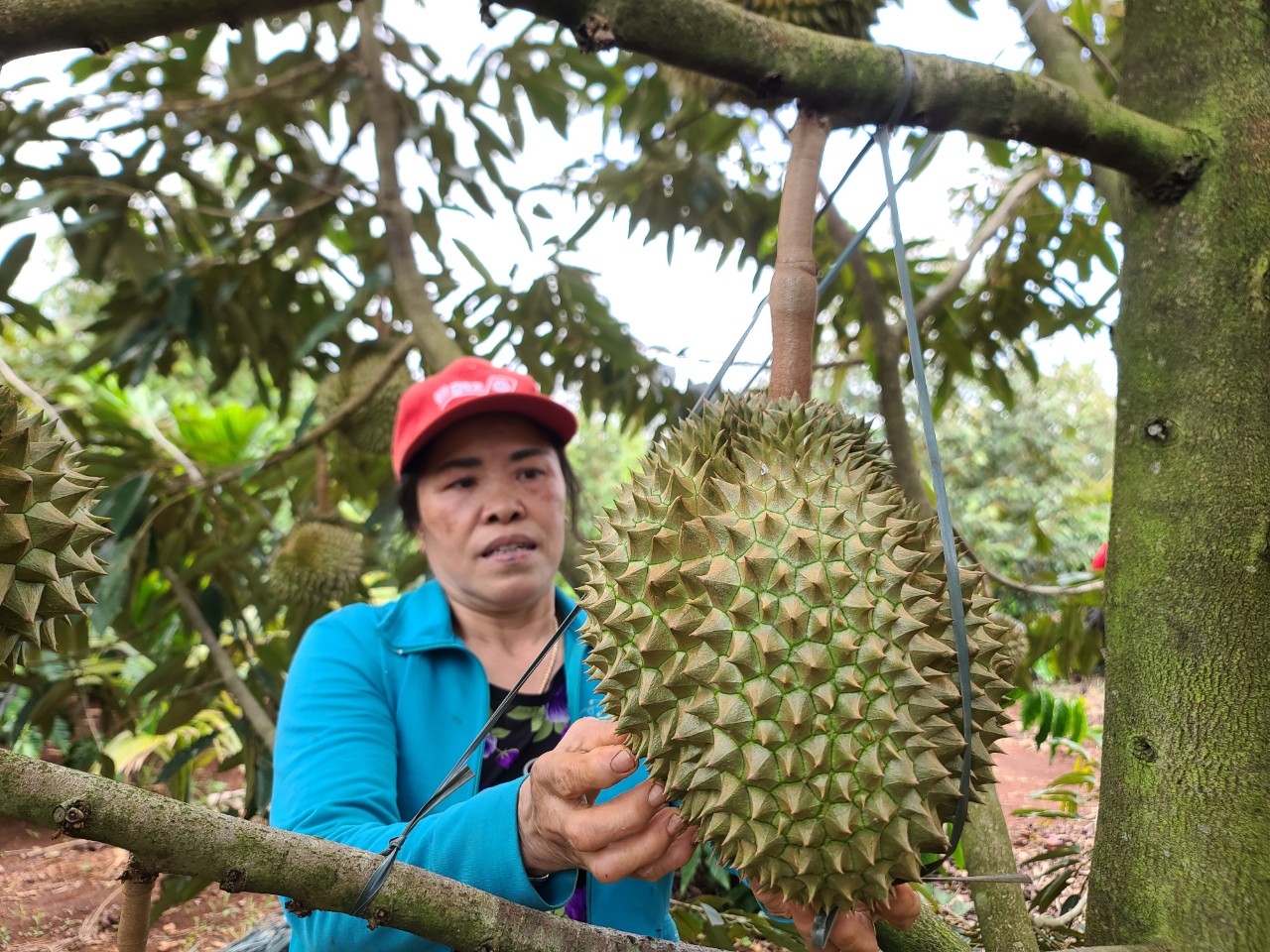 Dân sinh - Nông dân trồng cây tiền tỷ tiết lộ 'bí kíp' chống rụng trái  (Hình 4).