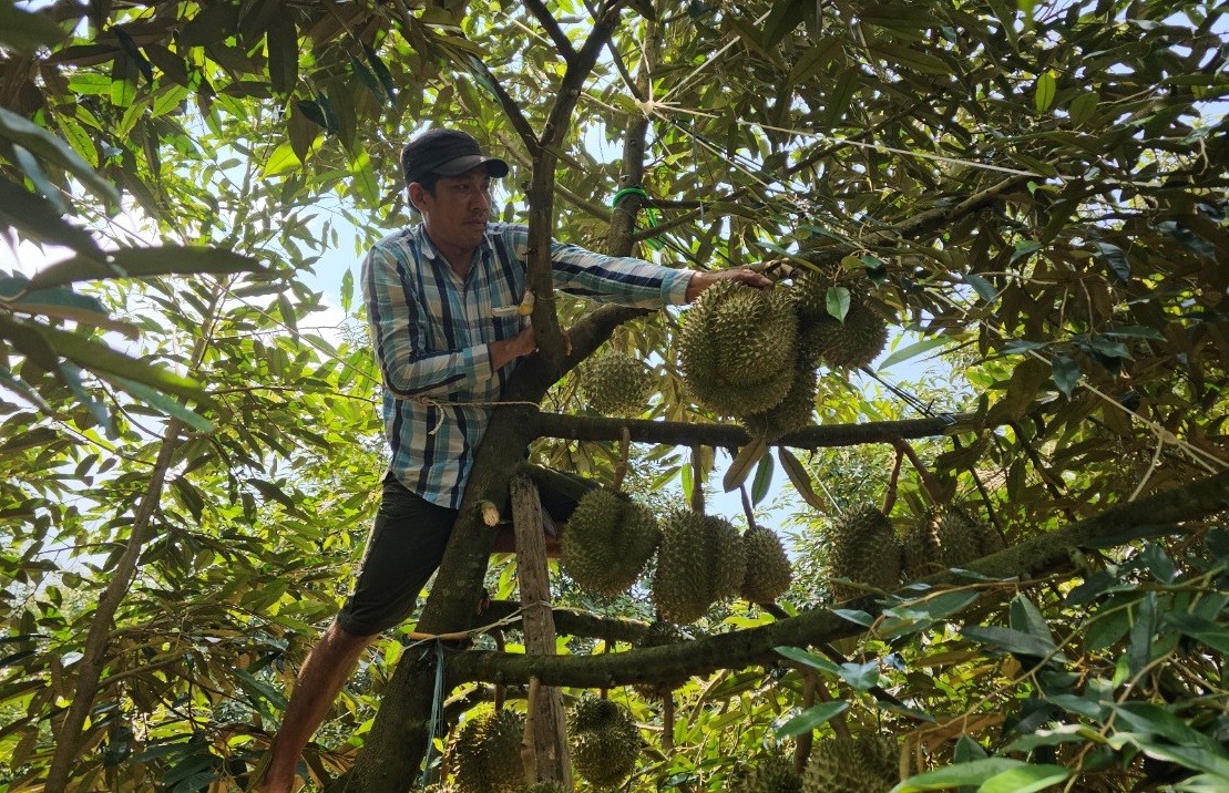 Dân sinh - Kiếm tiền triệu mỗi ngày nhờ nghề gõ sầu riêng (Hình 4).