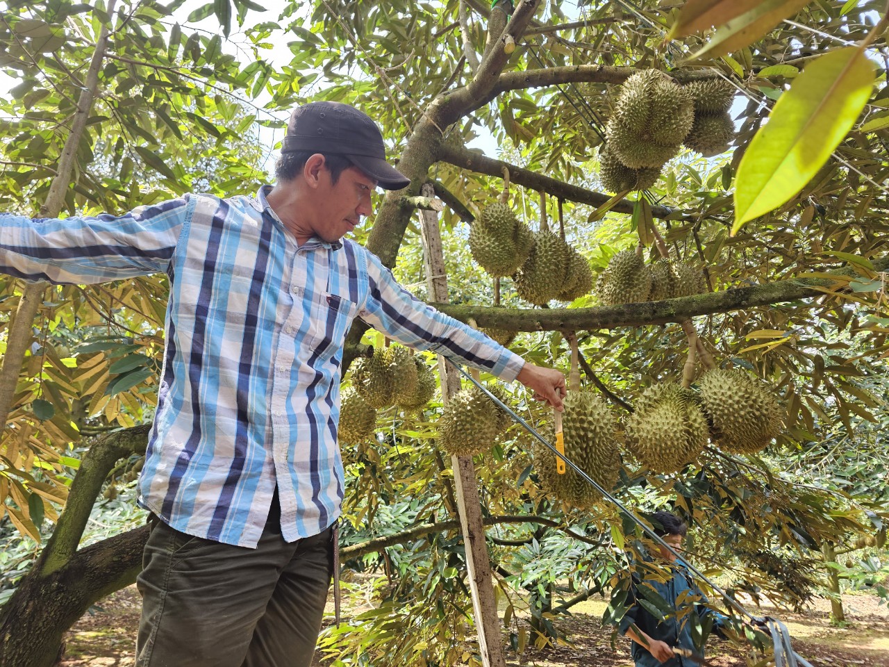 Dân sinh - Kiếm tiền triệu mỗi ngày nhờ nghề gõ sầu riêng (Hình 5).