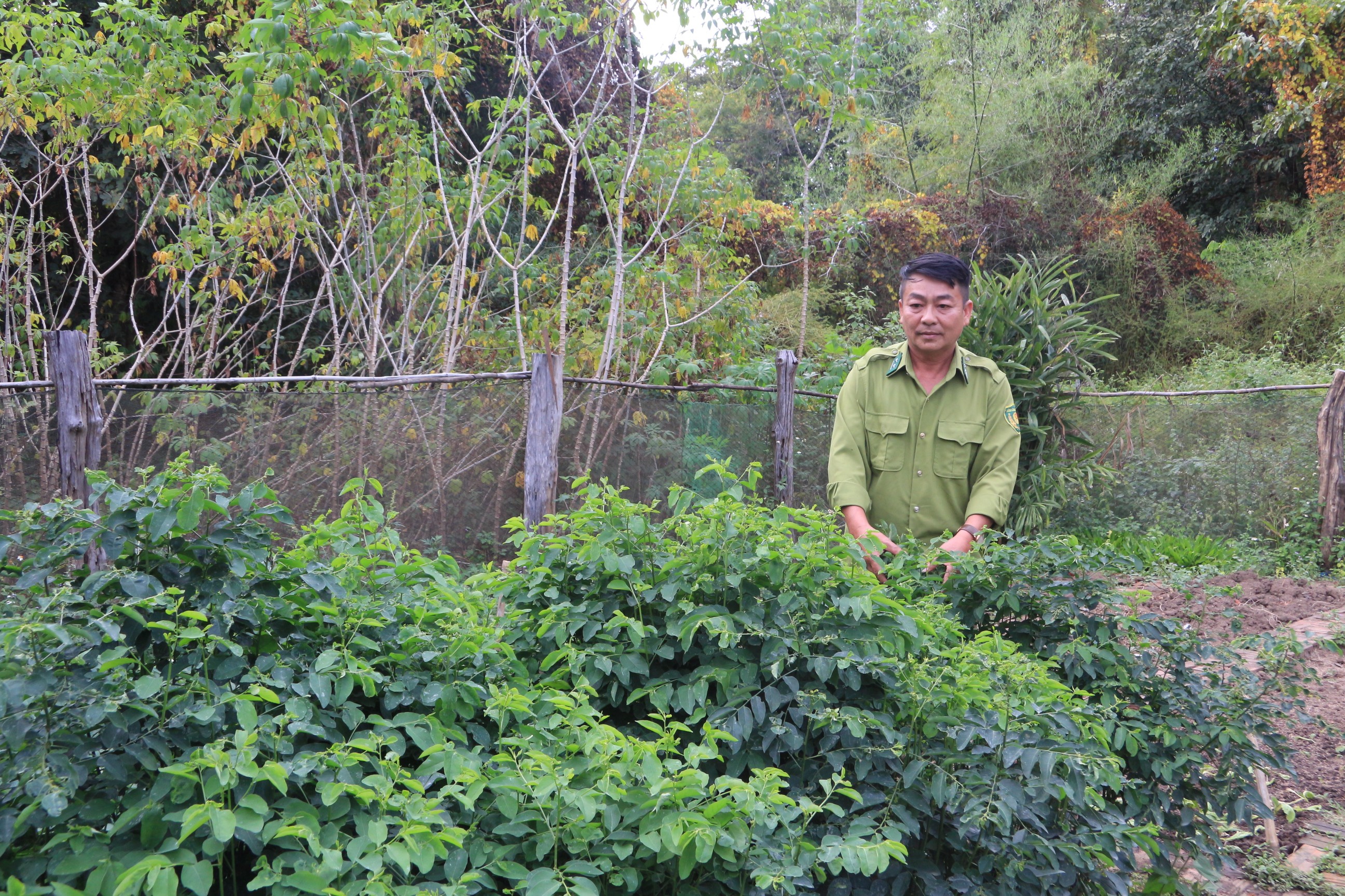 Dân sinh - Phía sau những cánh rừng: Giữ rừng 'vàng' cho mai sau (Bài Cuối) (Hình 6).