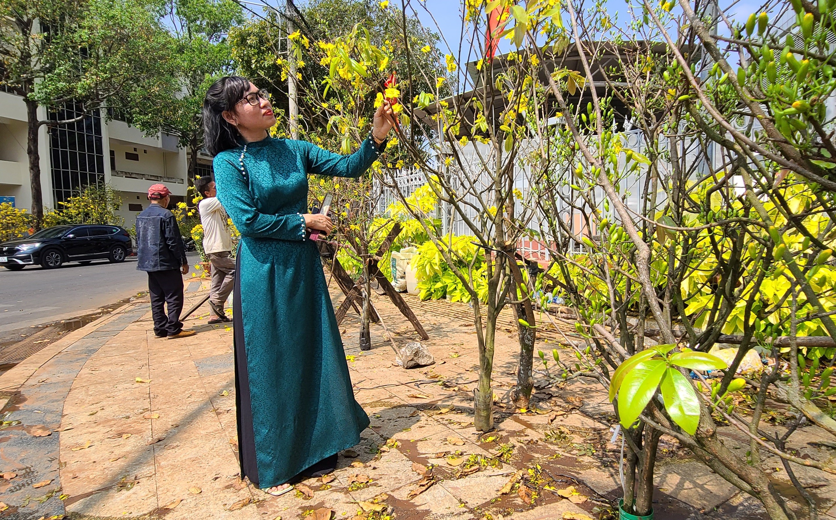 Dân sinh - Mai rừng xuống phố tỏa sắc đón xuân (Hình 6).