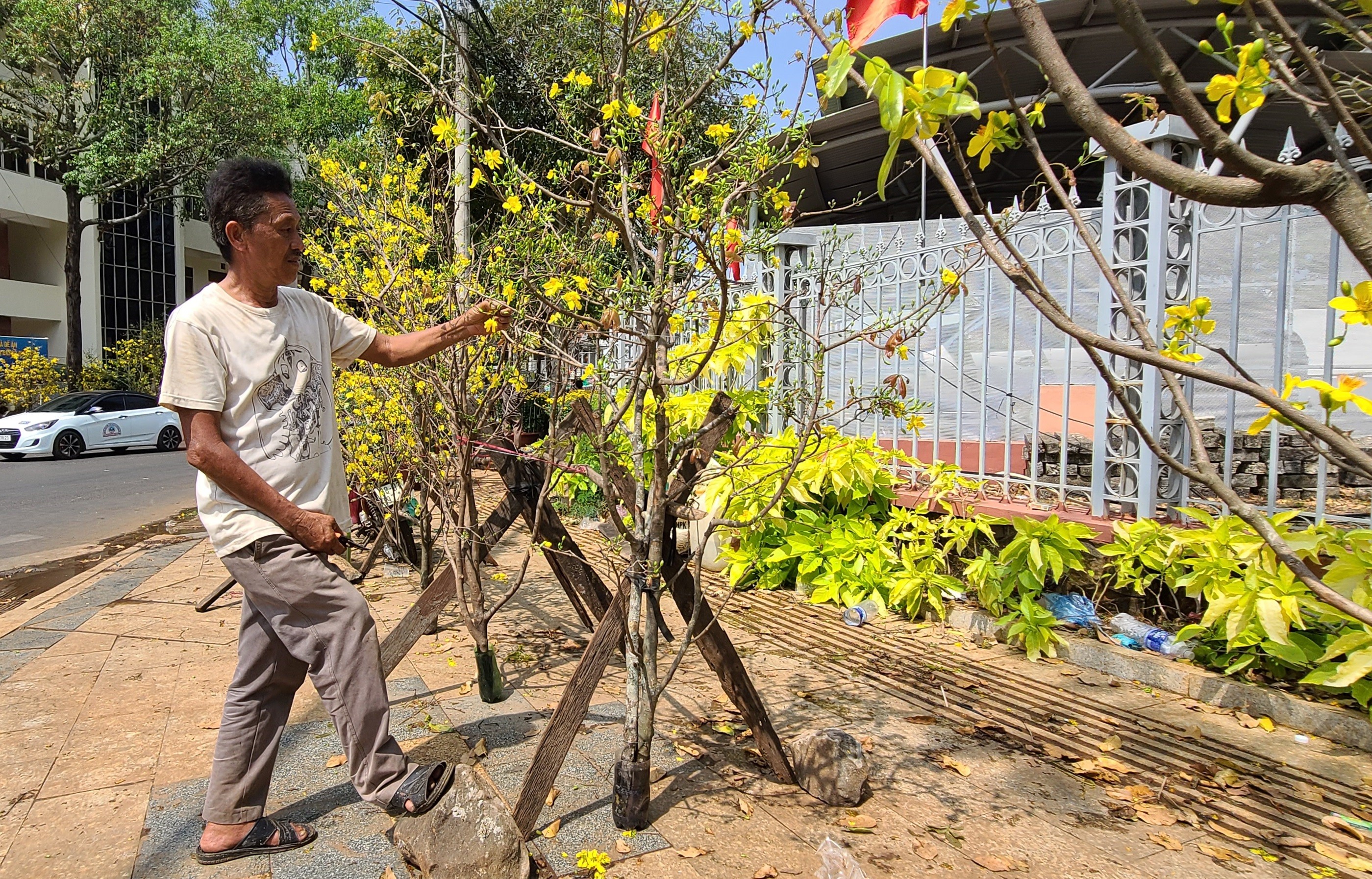 Dân sinh - Mai rừng xuống phố tỏa sắc đón xuân