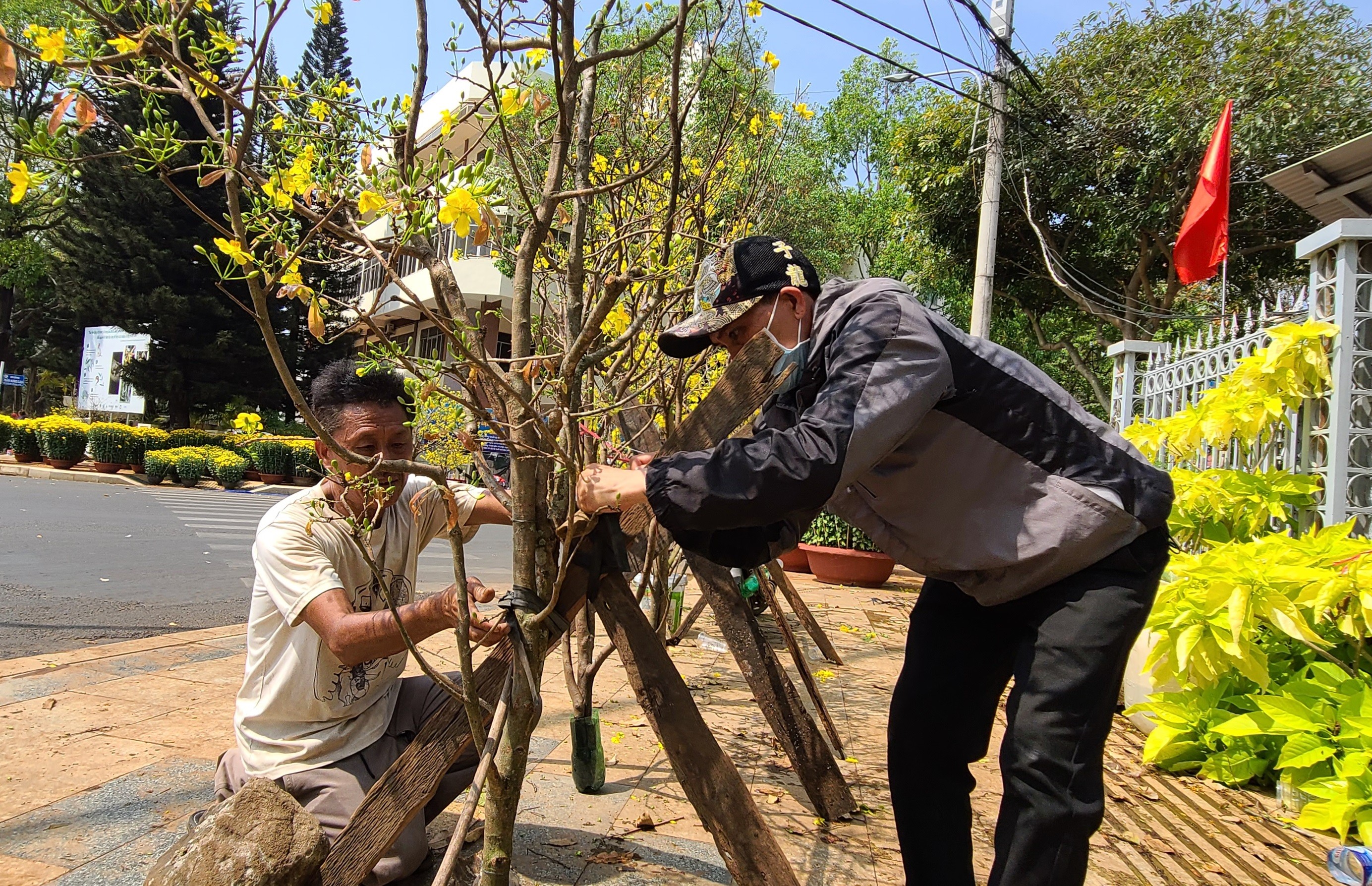 Dân sinh - Mai rừng xuống phố tỏa sắc đón xuân (Hình 3).