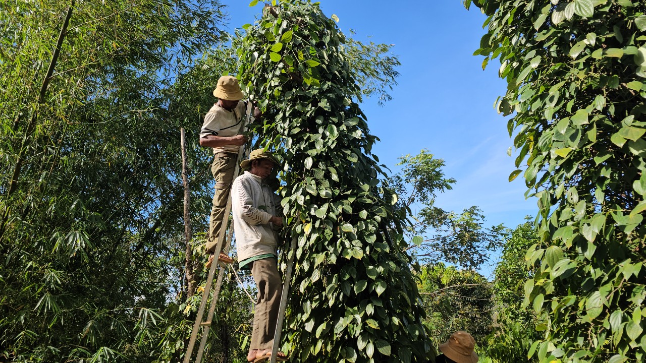 Dân sinh - Tất bật mùa hái “vàng đen”  (Hình 9).