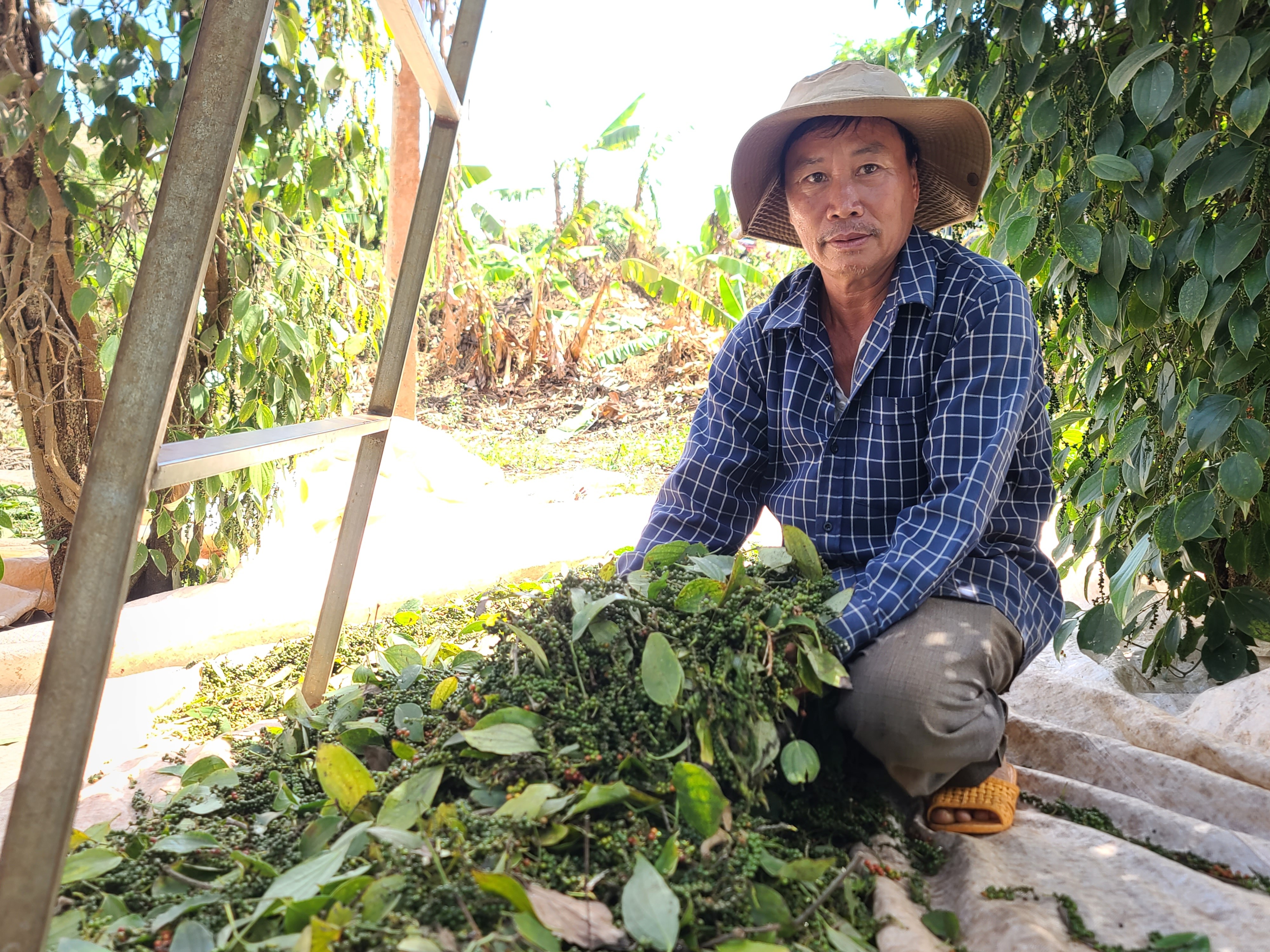 Dân sinh - Tất bật mùa hái “vàng đen”  (Hình 17).