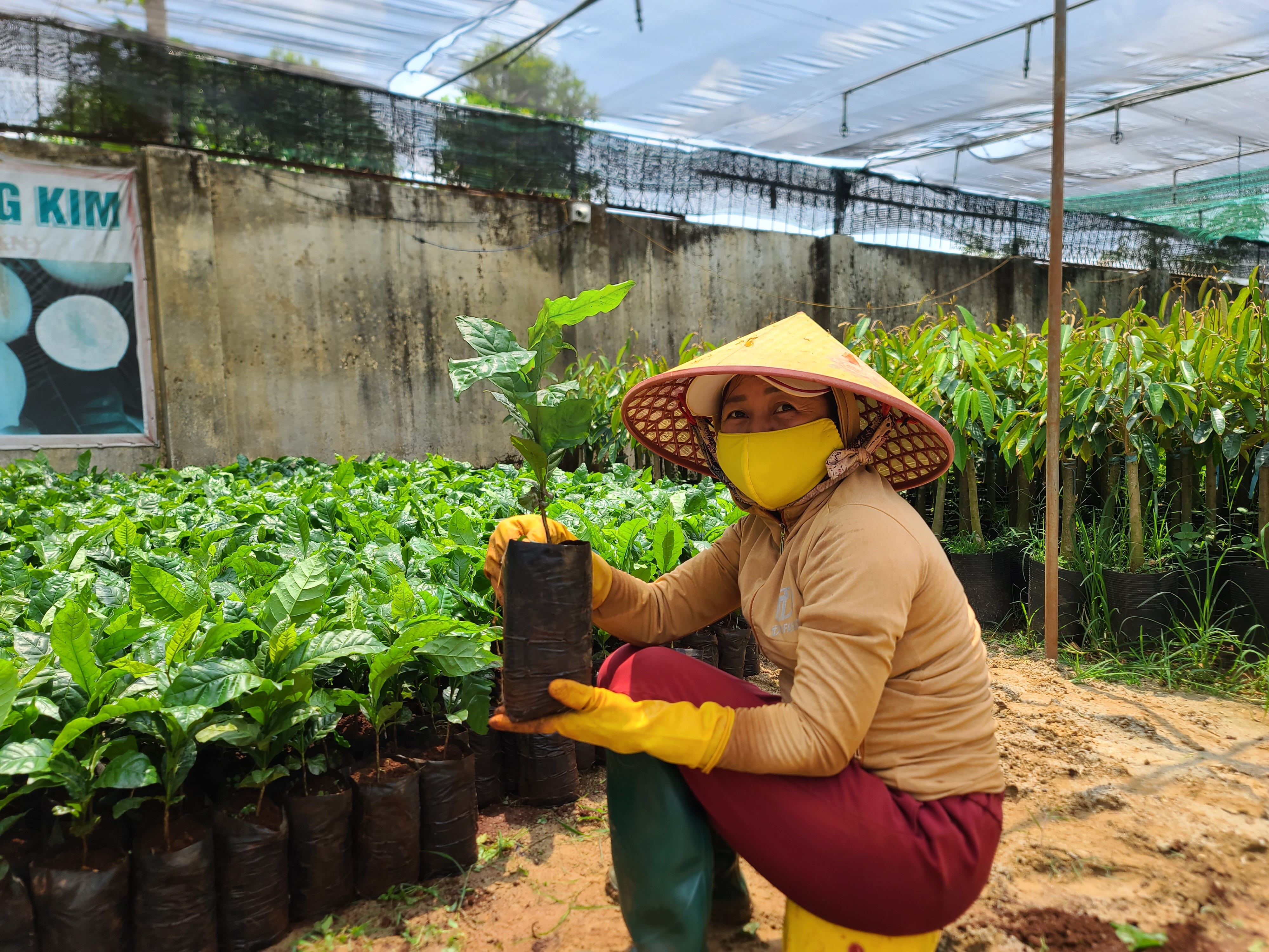 Dân sinh - Đắk Lắk: Chưa tới vụ, giống cây cà phê đã khan hiếm (Hình 3).