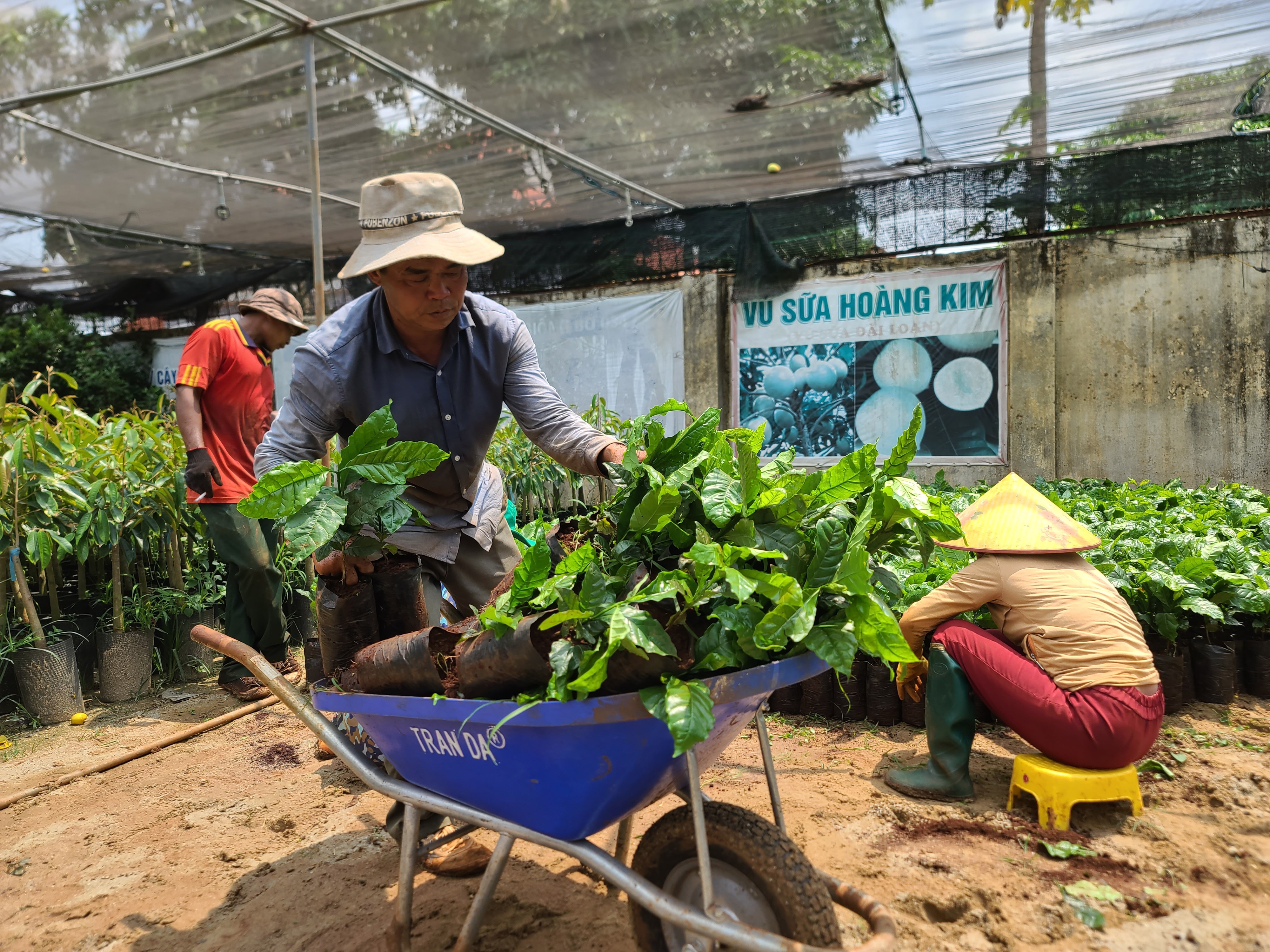 Dân sinh - Đắk Lắk: Chưa tới vụ, giống cây cà phê đã khan hiếm (Hình 2).