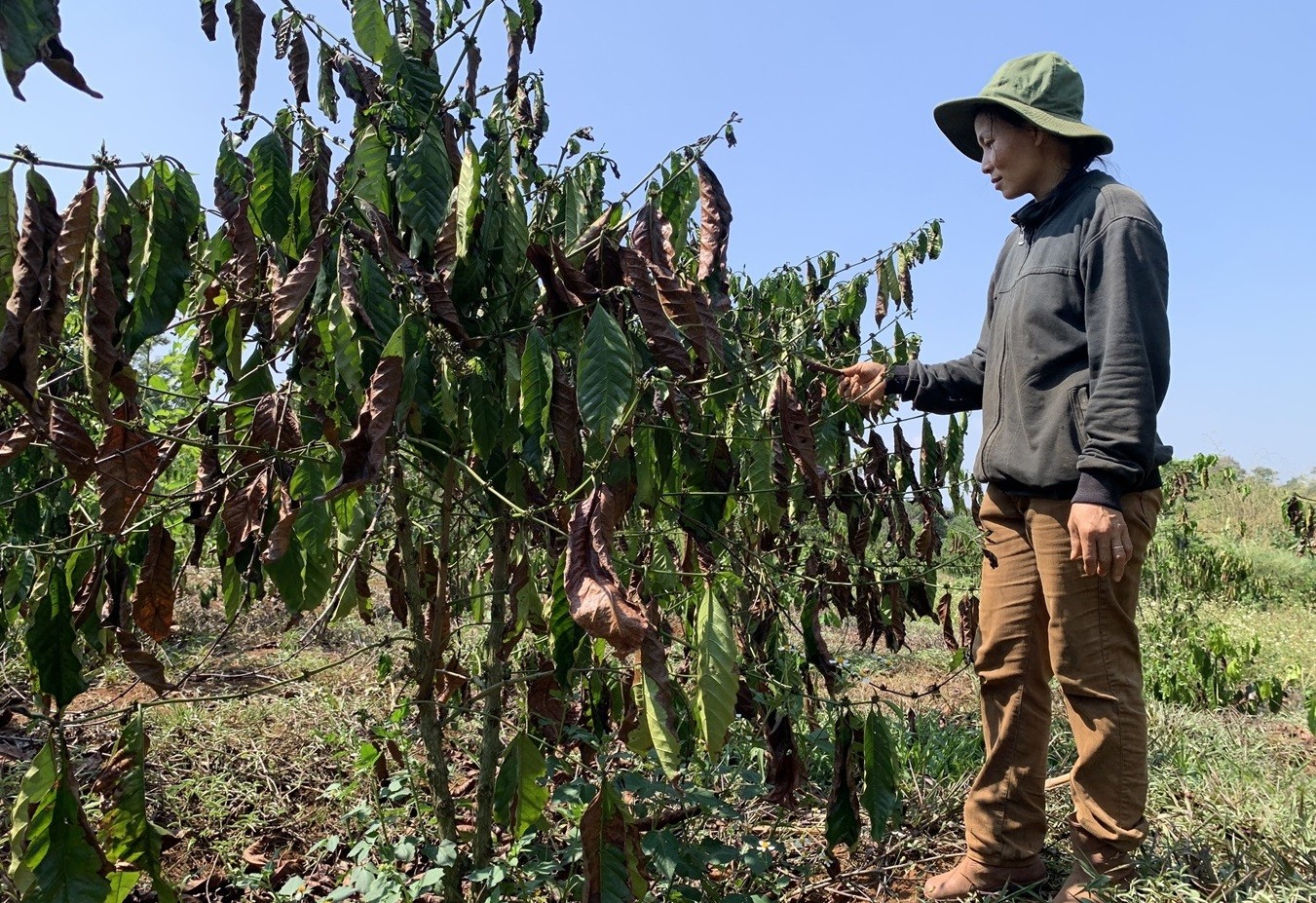 Dân sinh - Đắk Nông: Hơn 11.000ha cây trồng giảm năng suất do hạn hán, thiếu nước (Hình 2).