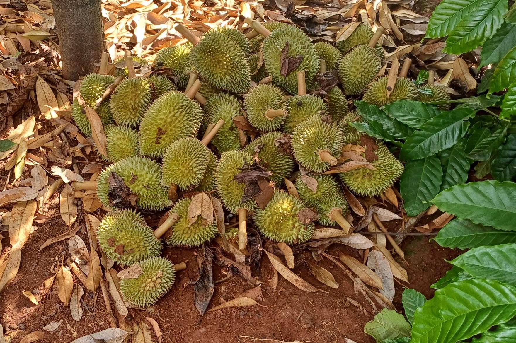 Dòng chảy pháp luật - Đắk Lắk: Nỗ lực bảo vệ những vườn cây “tiền tỷ” (Hình 3).