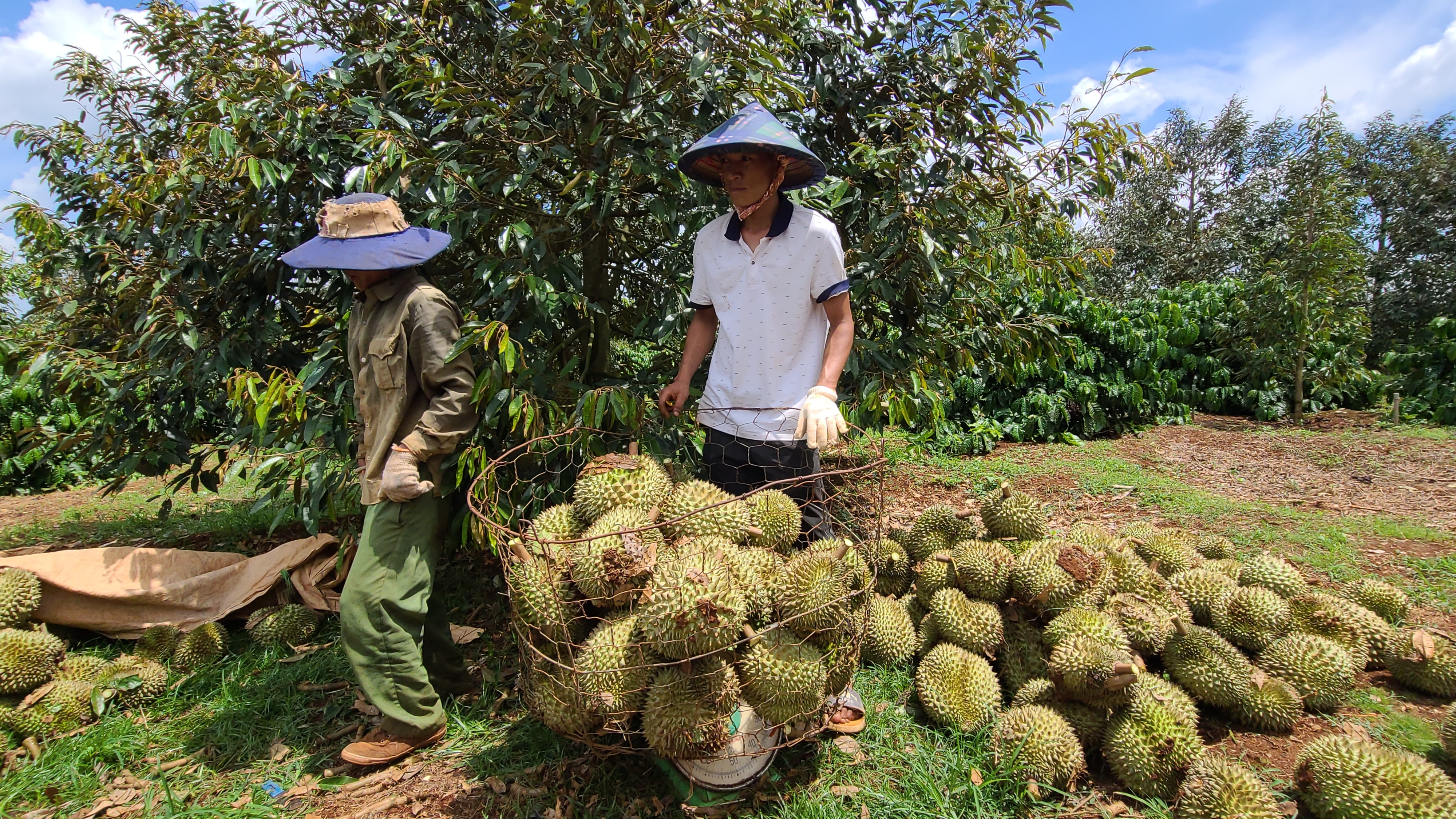 Dân sinh - Nhiều nông dân trồng sầu riêng thiệt hại nặng nề sau cơn giông lốc (Hình 6).