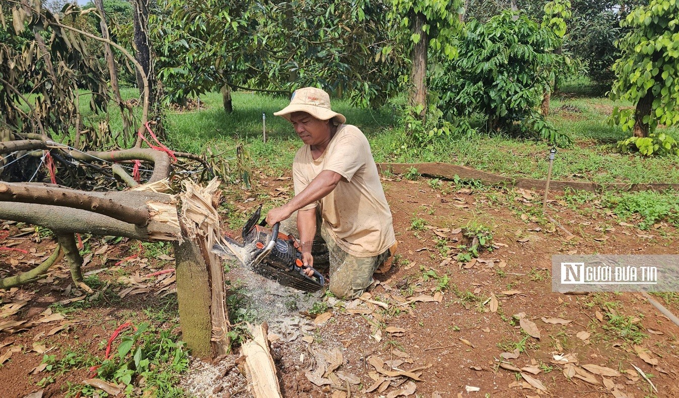 Dân sinh - Hàng trăm hộ dân bị thiệt hại gần 100 tấn sầu riêng do giông lốc  (Hình 3).