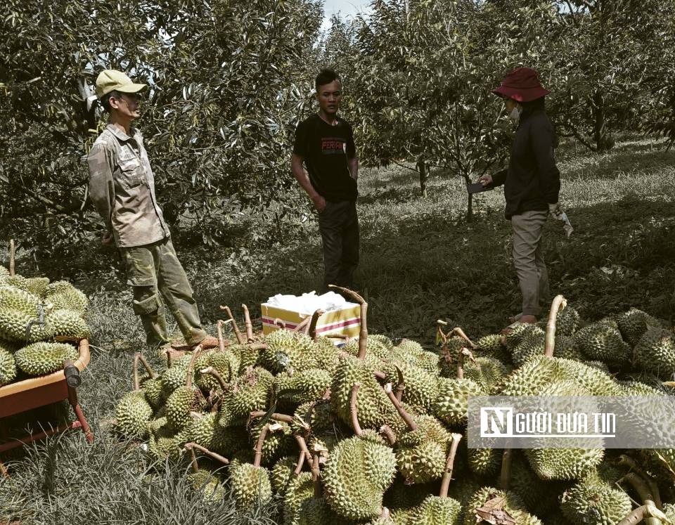 Dân sinh - Hàng trăm hộ dân bị thiệt hại gần 100 tấn sầu riêng do giông lốc  (Hình 6).