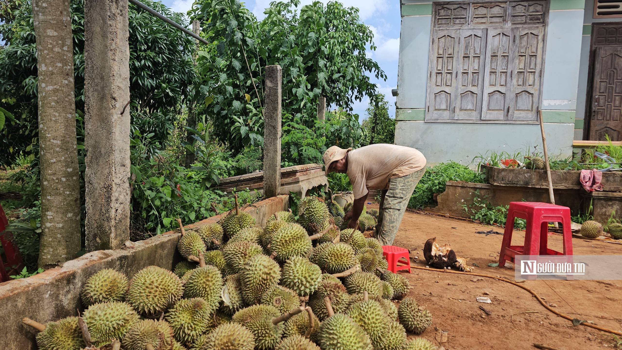 Dân sinh - Hàng trăm hộ dân bị thiệt hại gần 100 tấn sầu riêng do giông lốc  (Hình 4).