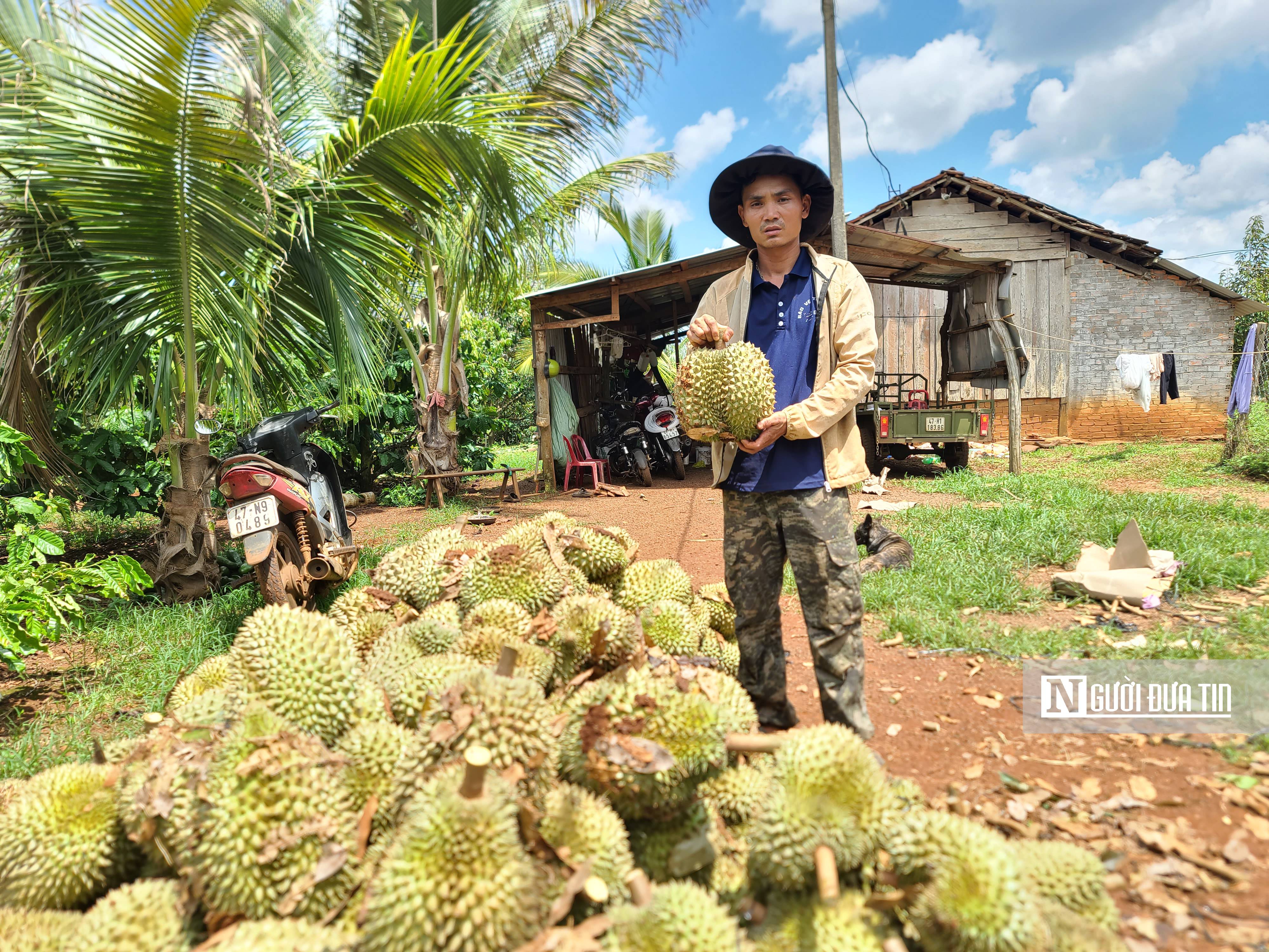 Dân sinh - Hàng trăm hộ dân bị thiệt hại gần 100 tấn sầu riêng do giông lốc 