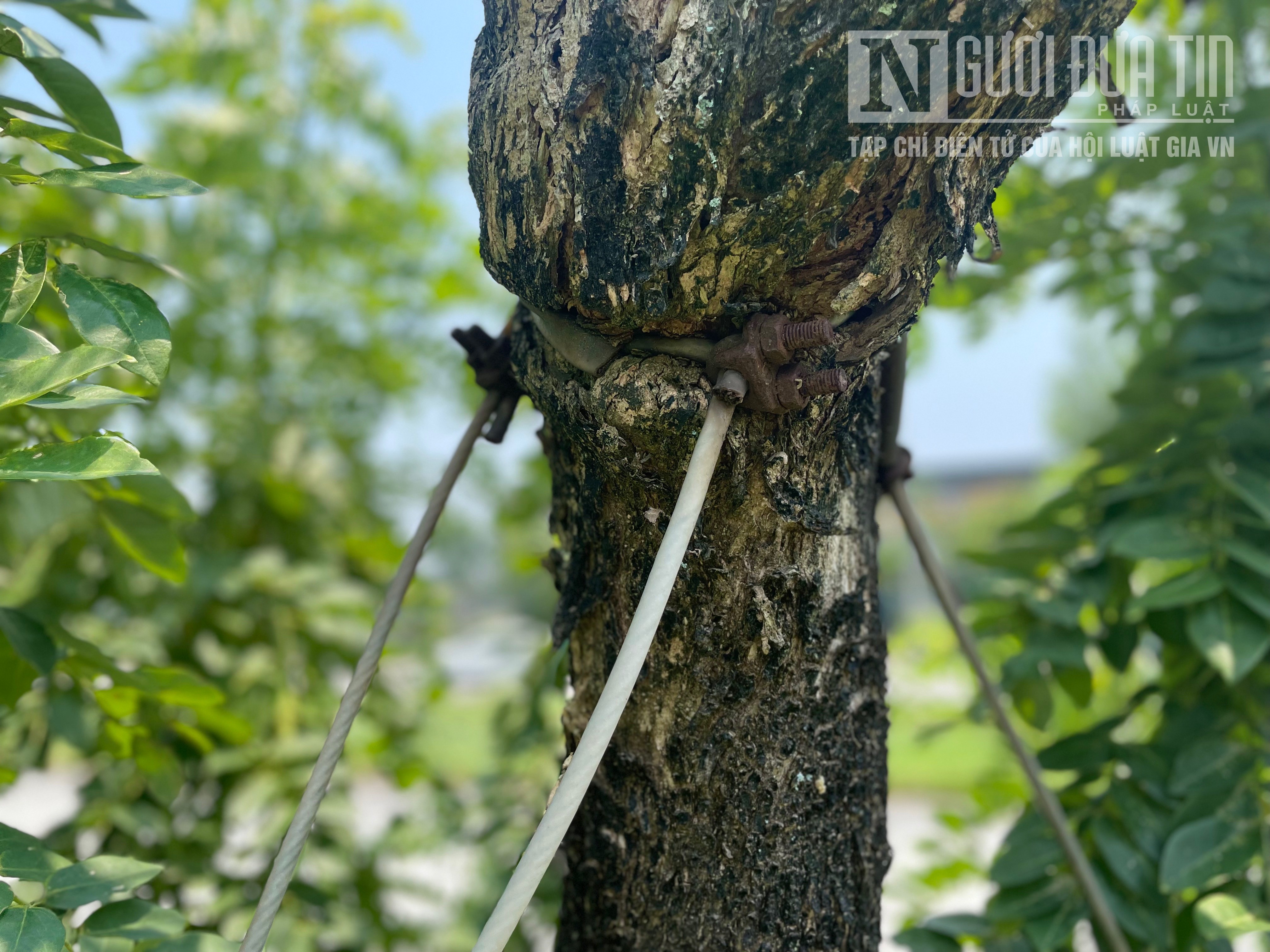 Trả lời Người Đưa Tin, ông Lê Như Chinh, Giám đốc Trung tâm Công viên cây xanh Huế cho biết, đơn vị đã nắm được thông tin và đang cho cán bộ về xử lý.