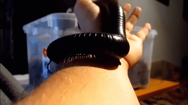 Cộng đồng mạng - Video: Cận cảnh loài cuốn chiếu khổng lồ 400 chân tại châu Phi