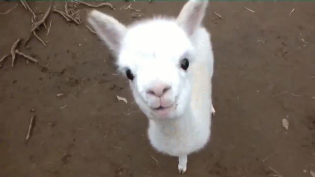 Mới- n&oacute;ng - Video: Lo&agrave;i vật đặc biệt sở hữu bộ l&ocirc;ng kh&aacute;ng nước, kh&aacute;ng lửa