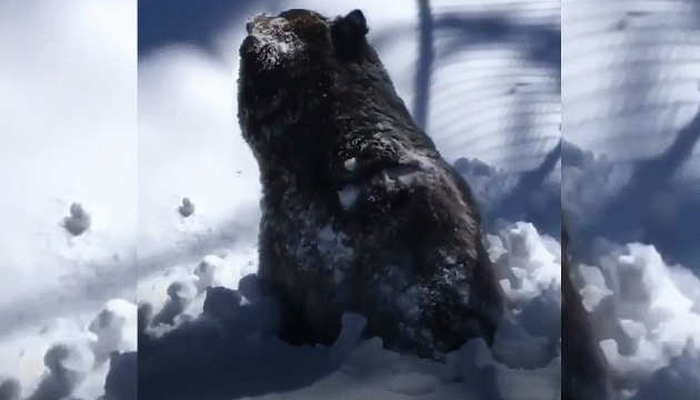 Mới- nóng - Video: Khoảnh khắc gấu xám chui ra khỏi tuyết sau giấc ngủ đông dài