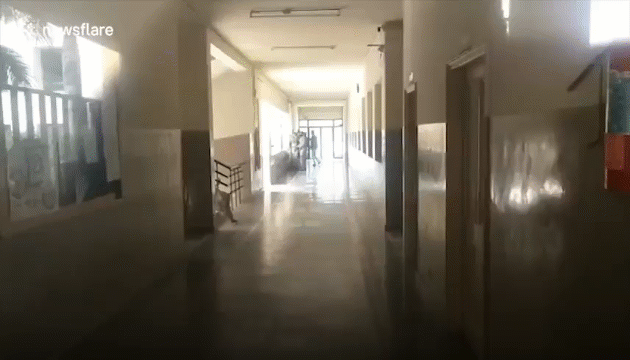 Mới- nóng - Video: Báo đốm xông vào trường học tấn công nhân viên an ninh