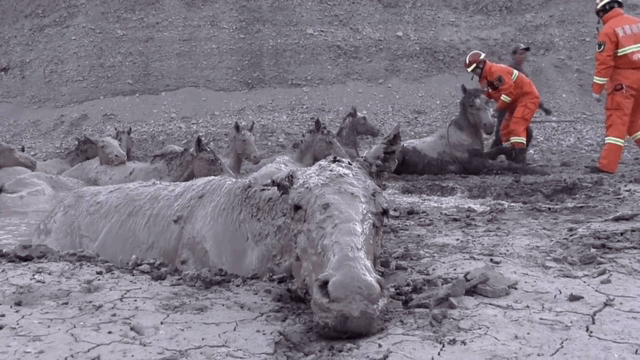 Mới- nóng - Video: Giải cứu 18 con ngựa mắc kẹt trong vũng bùn