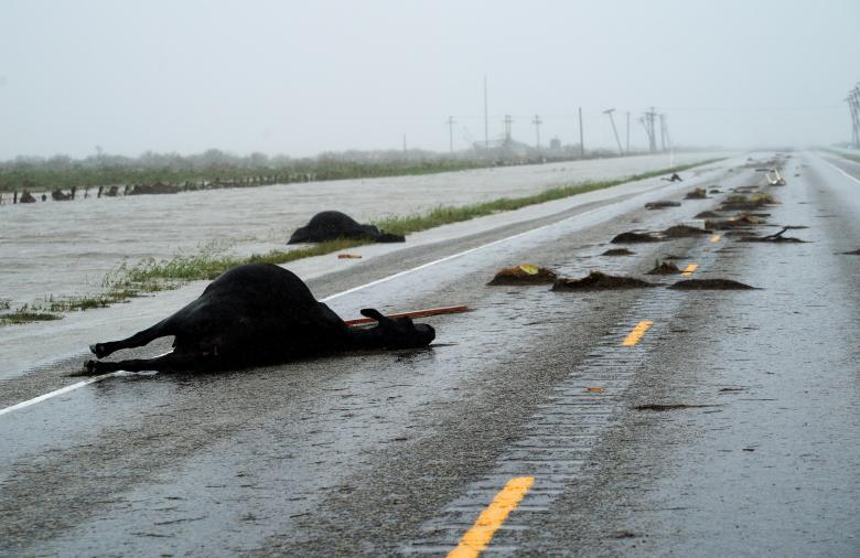 Tiêu điểm - Hình ảnh siêu bão Harvey càn quét Mỹ và cơn ác mộng ở Houston (Hình 20).