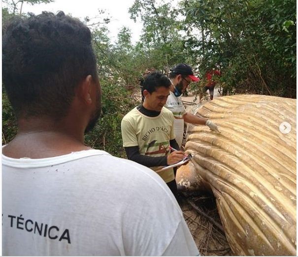 Tiêu điểm - Các nhà khoa học bối rối khi phát hiện xác cá voi khổng lồ bí ẩn trong rừng rậm Amazon (Hình 2).