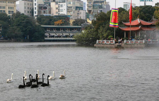 Xi nhan Trái Phải - Hà Nội thả thiên nga ở Hồ Gươm: Hãy thấy may vì đó là thiên nga