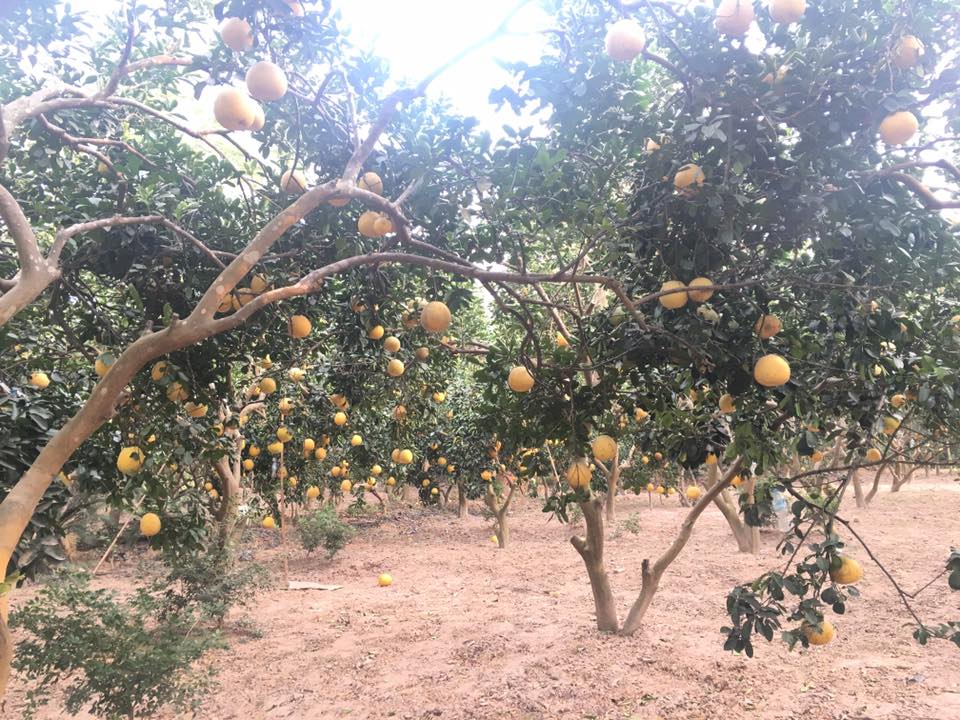 Bất động sản - Loạt dự án 'sa lầy' dưới thời cựu Chủ tịch Hadico Phan Minh Nguyệt giờ ra sao?