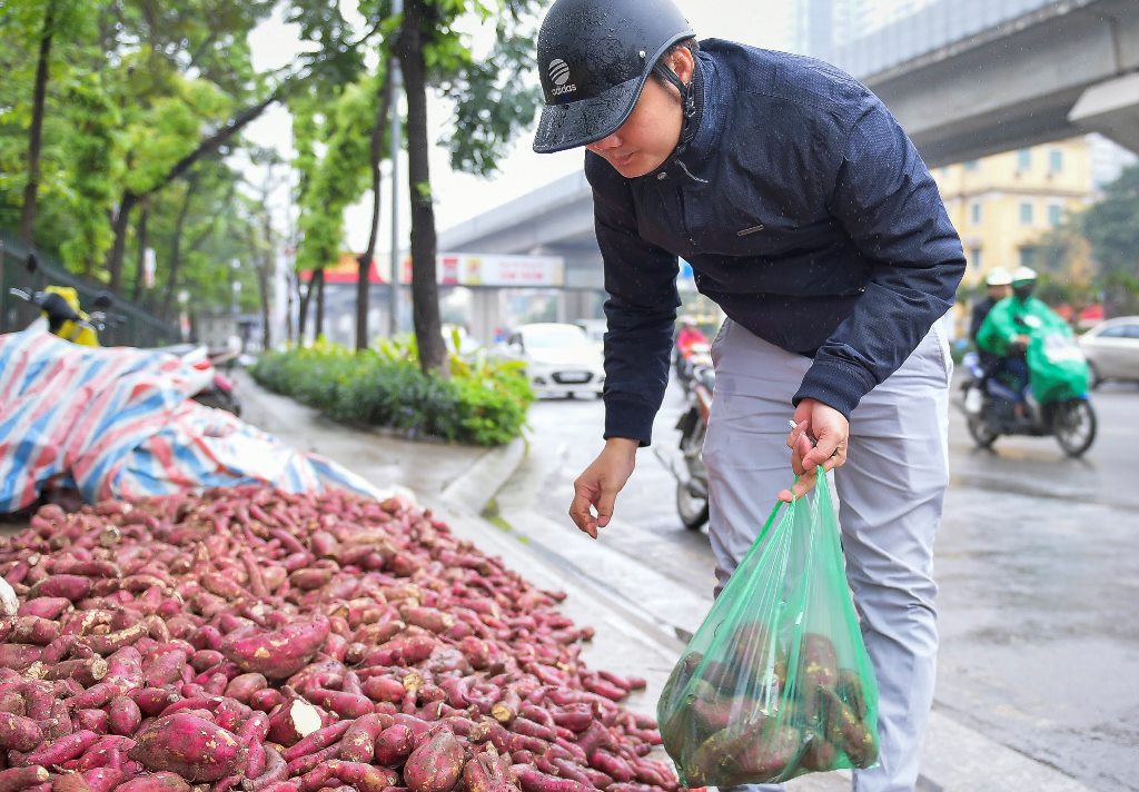 Tiêu dùng & Dư luận - Hàng trăm tấn khoai lang Nhật vượt 1.300km ra Hà Nội để được 'giải cứu' (Hình 4).