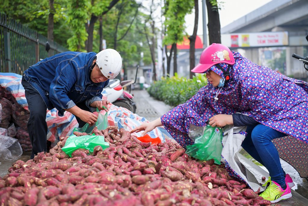 Tiêu dùng & Dư luận - Hàng trăm tấn khoai lang Nhật vượt 1.300km ra Hà Nội để được 'giải cứu' (Hình 7).