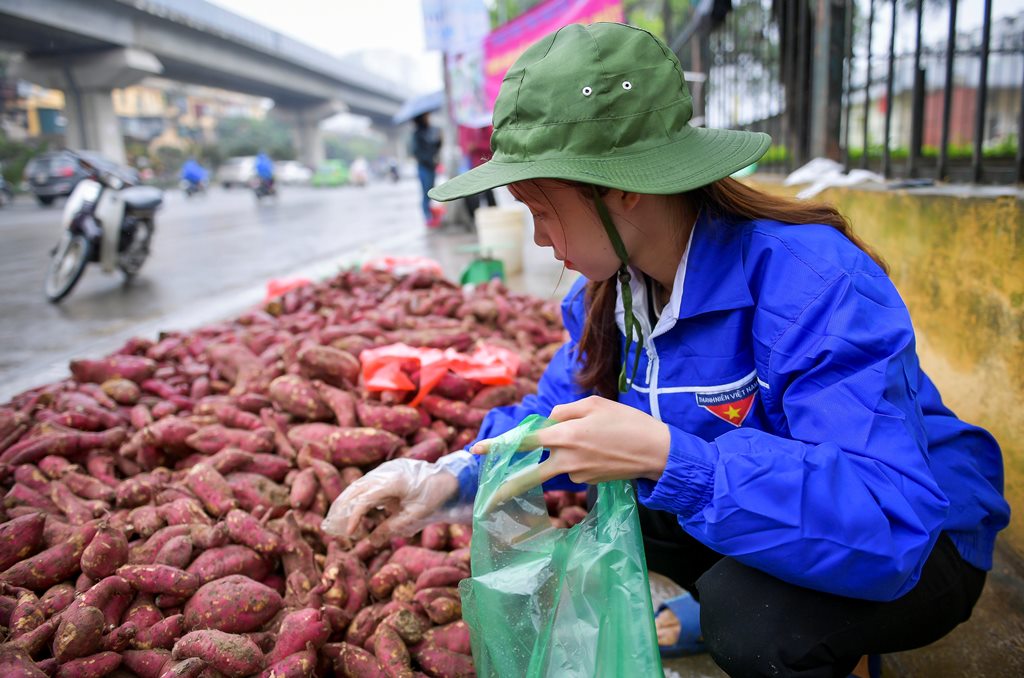 Tiêu dùng & Dư luận - Hàng trăm tấn khoai lang Nhật vượt 1.300km ra Hà Nội để được 'giải cứu' (Hình 3).