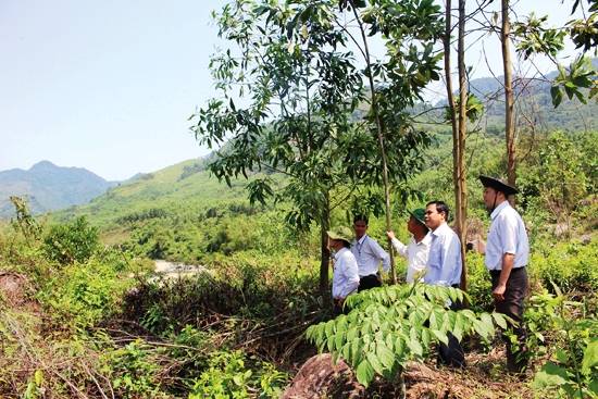 Điểm nóng - Quảng Ngãi: Nhức nhối tranh chấp đất rừng (Hình 2).