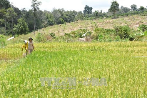 Điểm nóng - Đắk Lắk: Rừng, đất rừng vẫn bị chặt phá, lấn chiếm trái phép