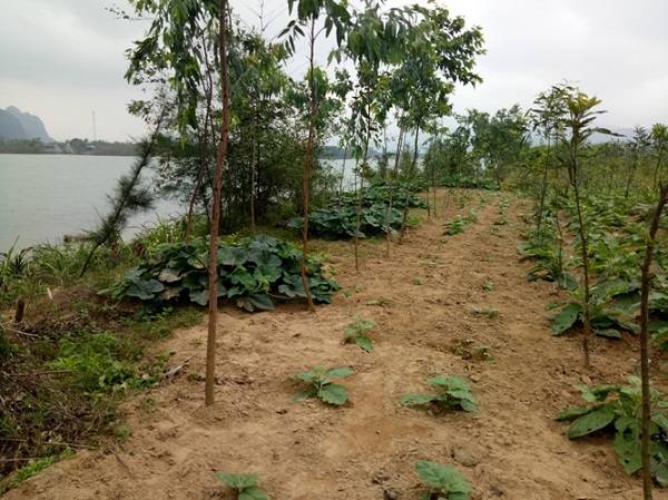 Điểm nóng - Quảng Bình: Dân bức xúc vì “cát tặc” lộng hành (Hình 6).