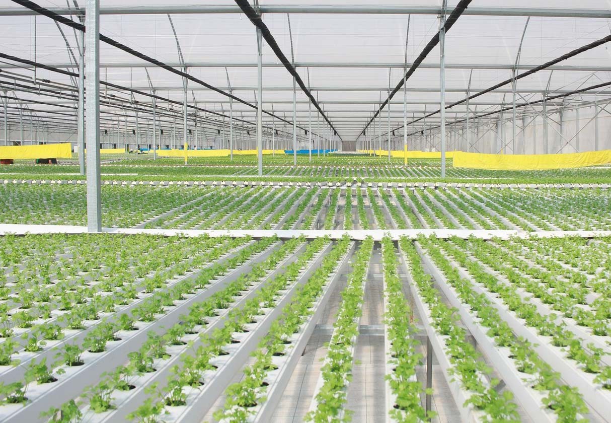 VinEco đạt chứng nhận &ldquo;Chuỗi thực phẩm an to&agrave;n&rdquo; (H&igrave;nh 3).