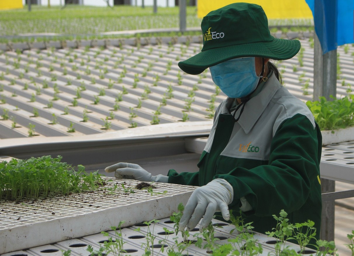 VinEco đạt chứng nhận &ldquo;Chuỗi thực phẩm an to&agrave;n&rdquo; (H&igrave;nh 4).