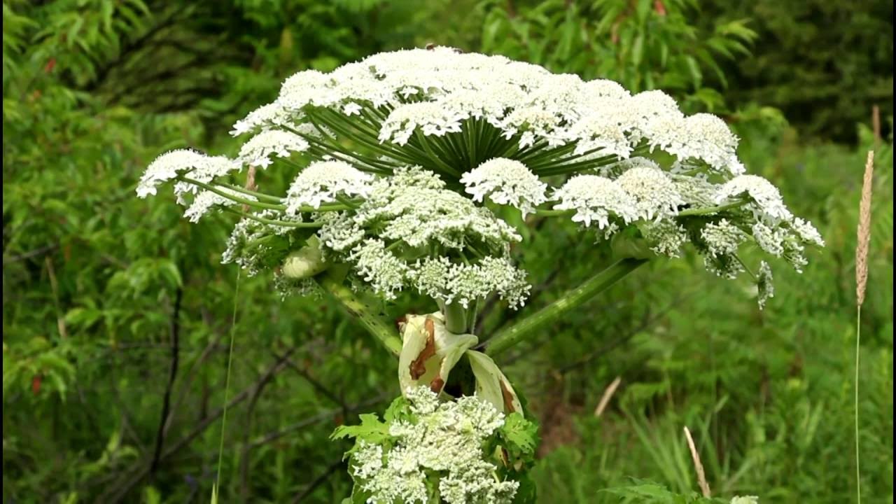 Giant hogweed: Loài cây cực độc khiến con người bị bỏng và mù vĩnh viễn