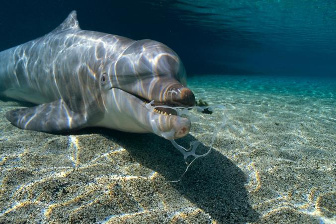 Ở Hawaii, một con cá heo bottlenose ngậm một khuôn nhựa giữ lon, nếu không may chúng bị mắc kẹt trong cái khuôn nhựa đó có thể làm hại chúng khiến chúng bị nghẹt thở, bị biến dạng.