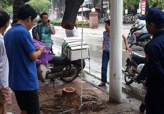 An ninh - Hình sự - Hà Nội: Điều tra vụ một cây sưa đỏ bị cưa trộm trong đêm mưa bão 