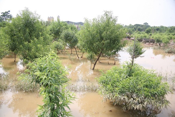 Tin nhanh - Nông dân Nhật Tân lo ngay ngáy vì hàng nghìn gốc đào ngập trong biển nước (Hình 5).