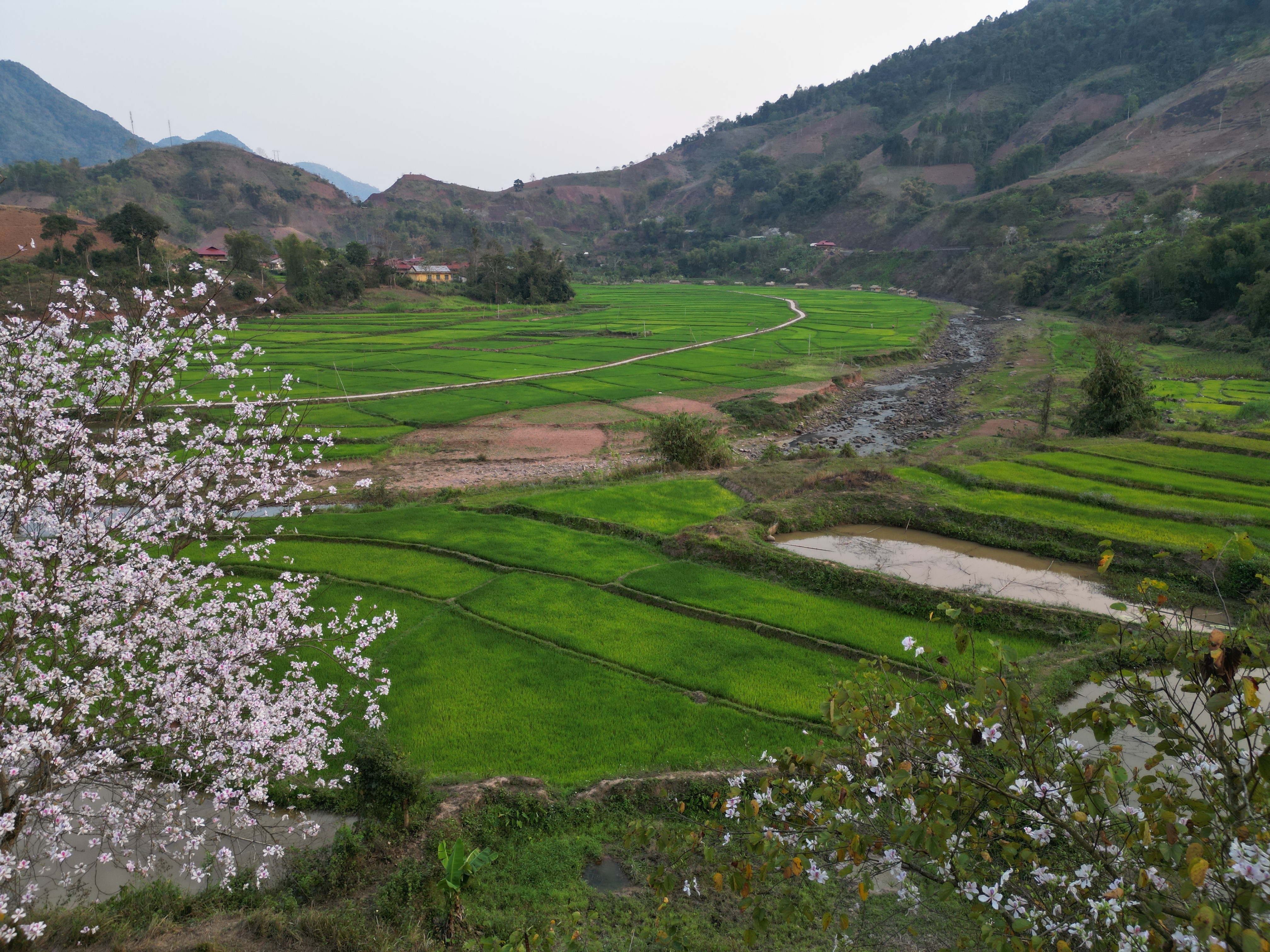 Tiêu dùng & Dư luận - Sắc trắng hoa ban tháng 3 gọi mời du khách đến với Điện Biên (Hình 7).