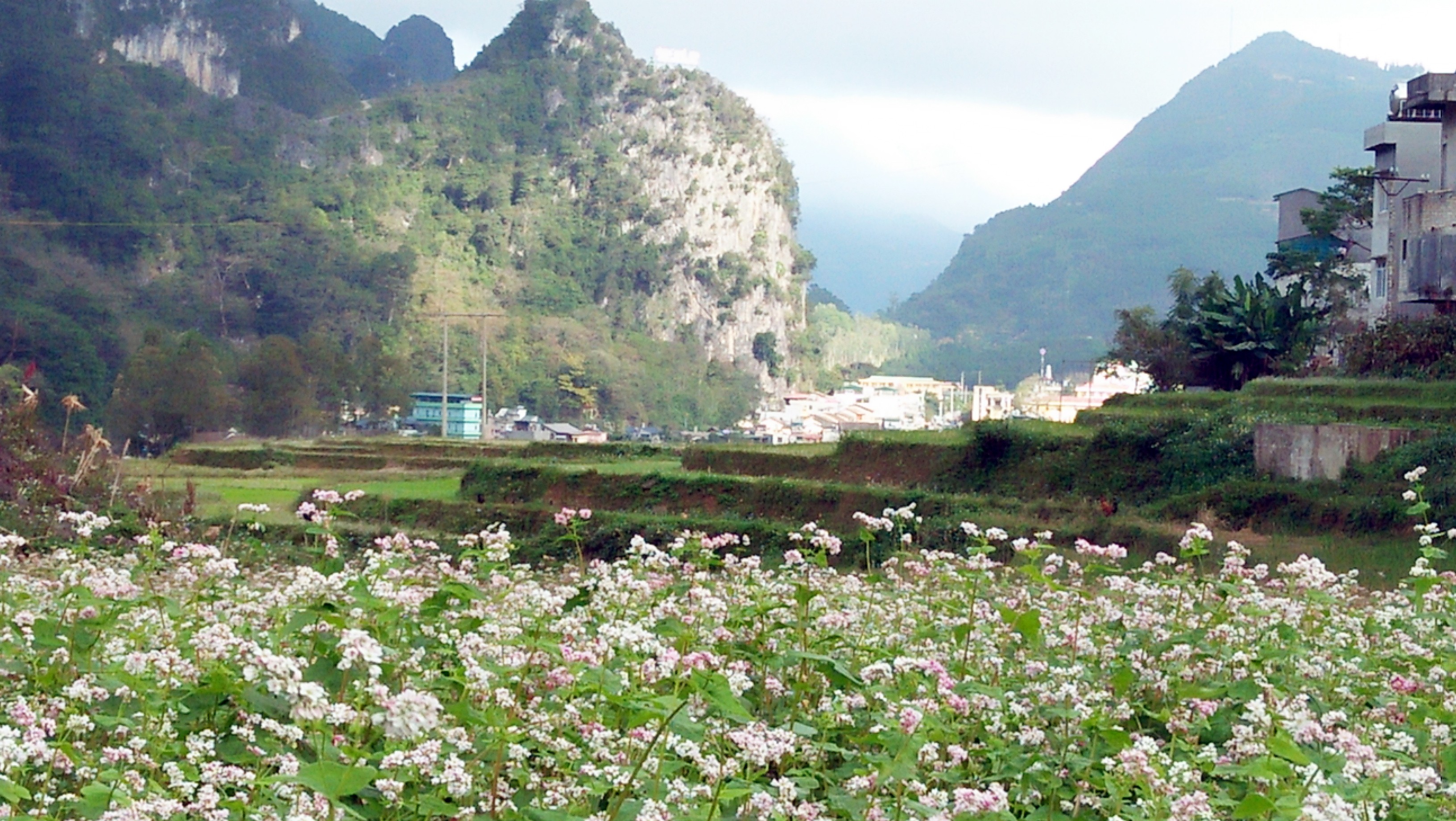 Văn hoá - Lễ hội hoa tam giác mạch Hà Giang: Cao nguyên đá rực rỡ những mùa hoa (Hình 12).